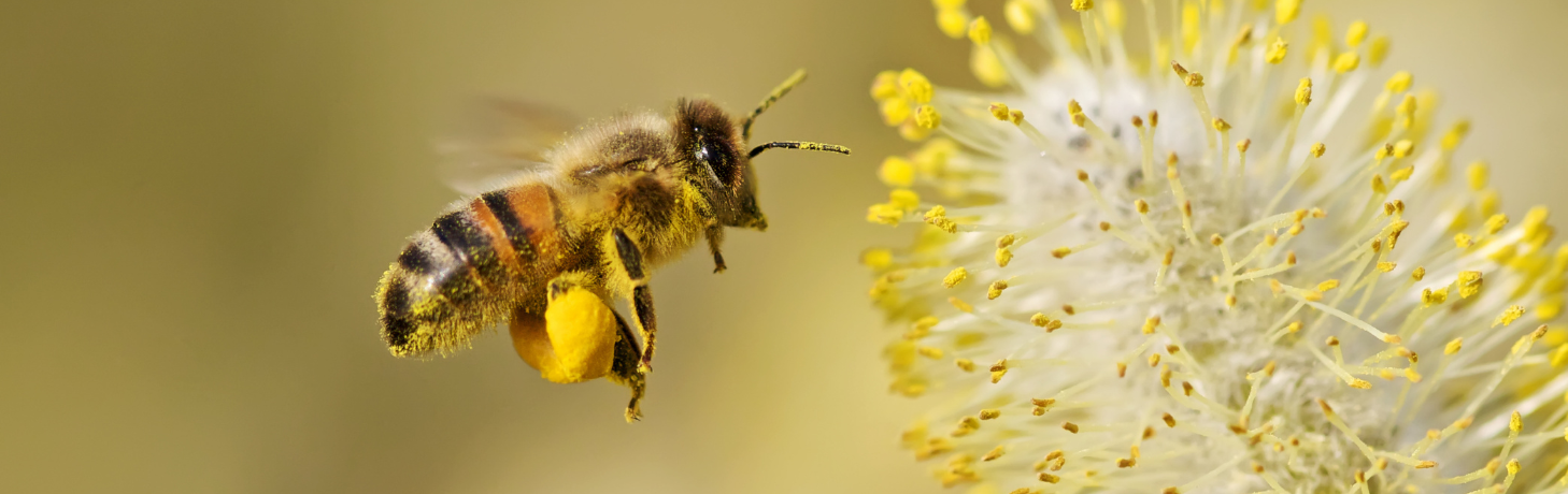 Mega bee feed campaign